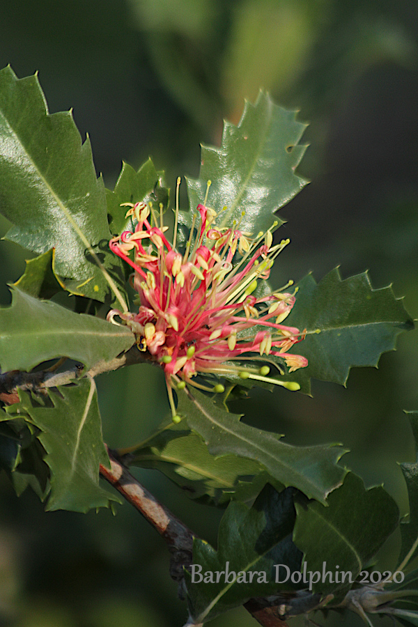 Banksia ilicifolia R.Br. Holly-leaved Banksia