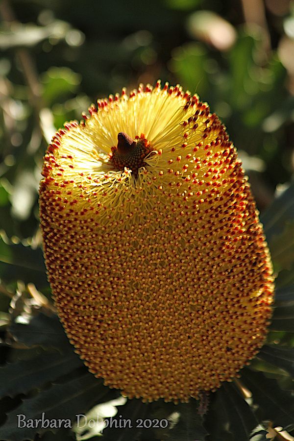 Southern Plains Banksia - Banksia Media