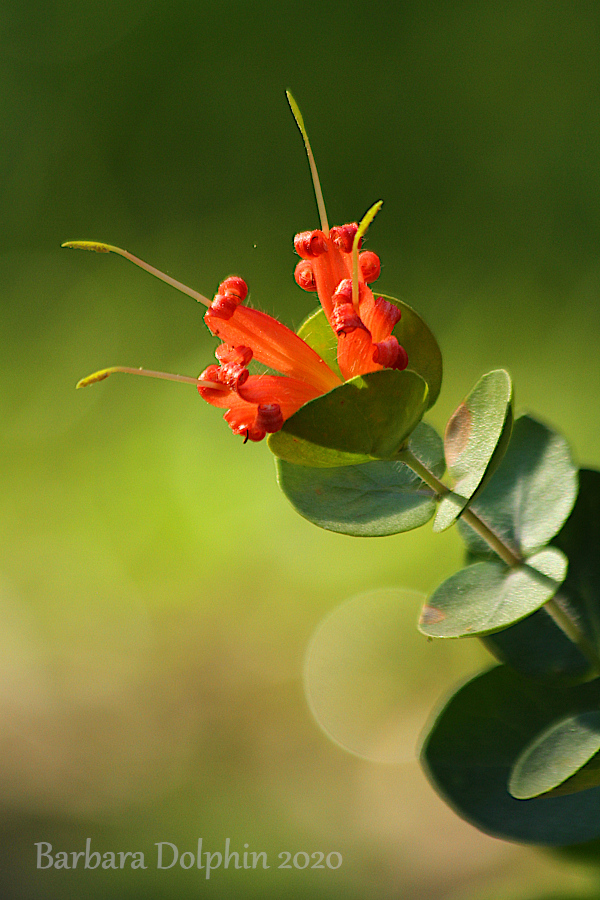 Lambertia orbifolia 
Round-leaf Honeysuckle