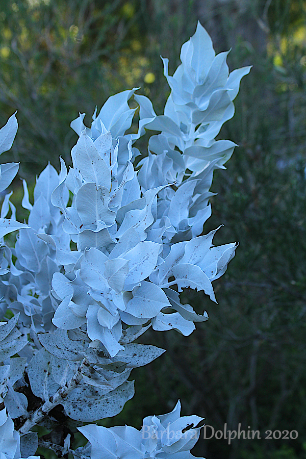 Eucalyptus pyriformis x macrocarpa 'Nullarbor Rose'