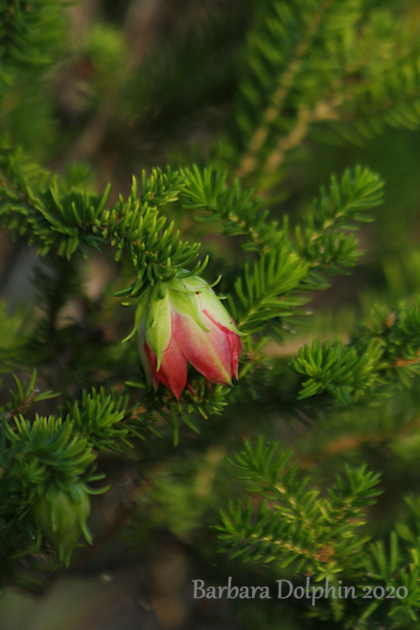 Darwinia oxylepis, commonly known as Gillham's bell