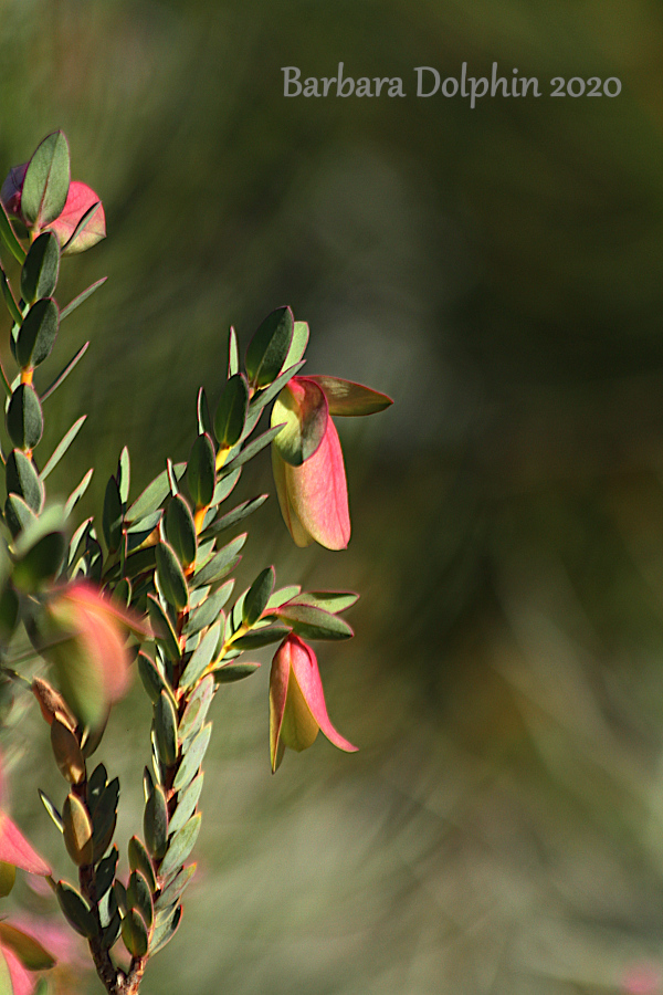 Pimelea physodes, commonly known as Qualup bell. 