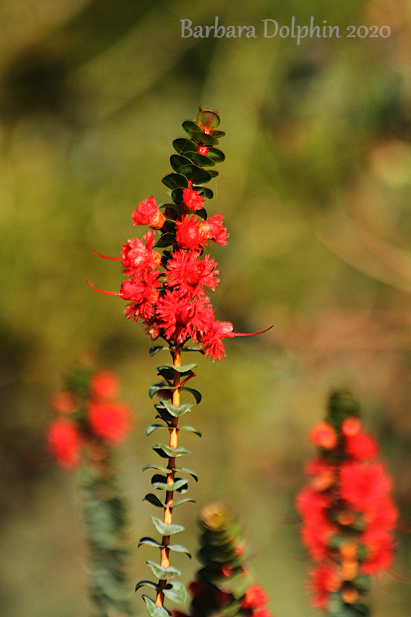 Verticordia grandis – Scarlet Featherflower