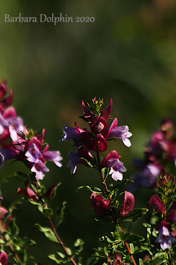 Prostanthera magnifica