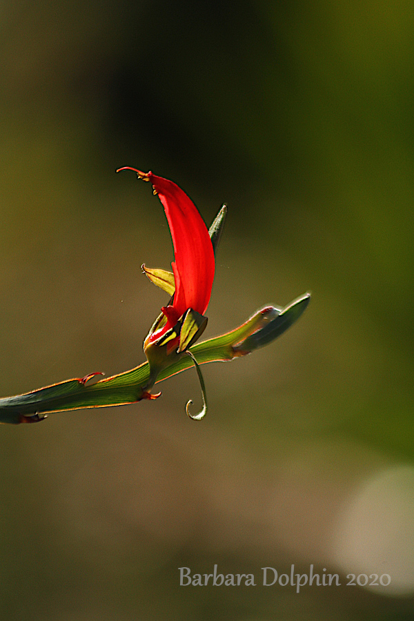 Leptosema Aphyllum