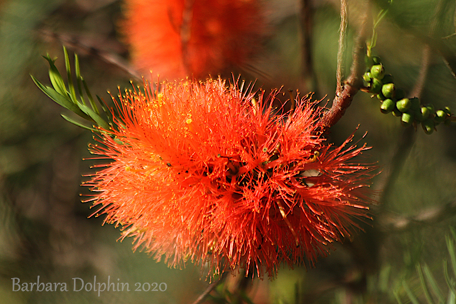 Melaleuca fulgens, commonly known as the scarlet honey myrtle