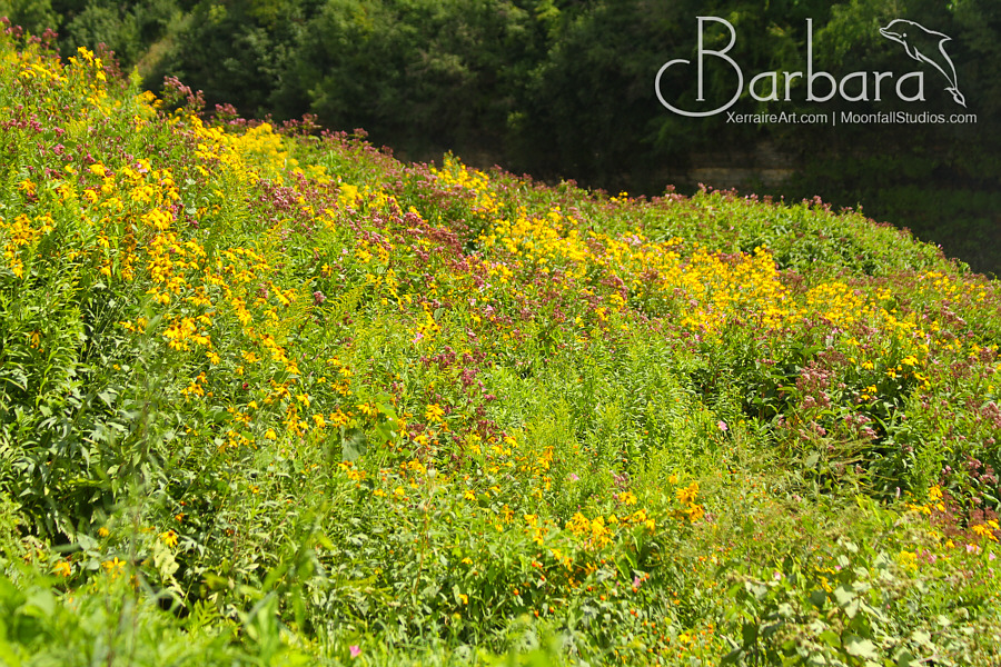 wildflowers