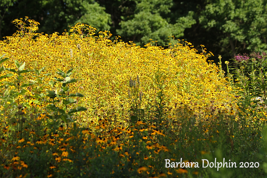 wildflowers