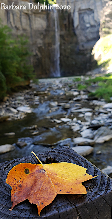 Hint of autumn at the waterfall.