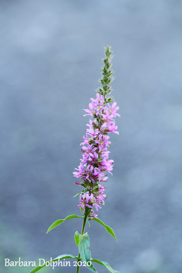 wildflowers