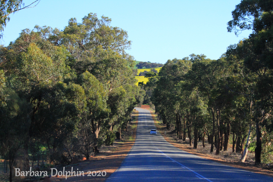 canola in the distance