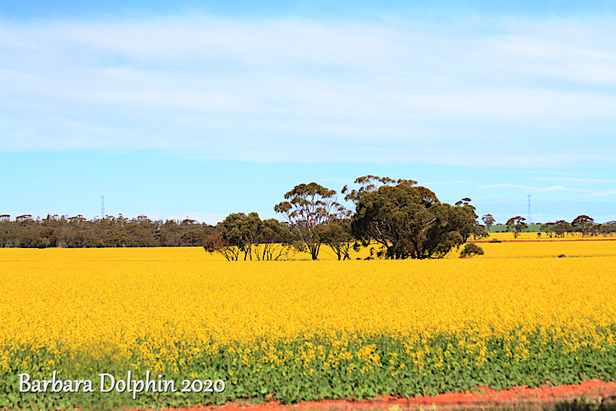 canola field