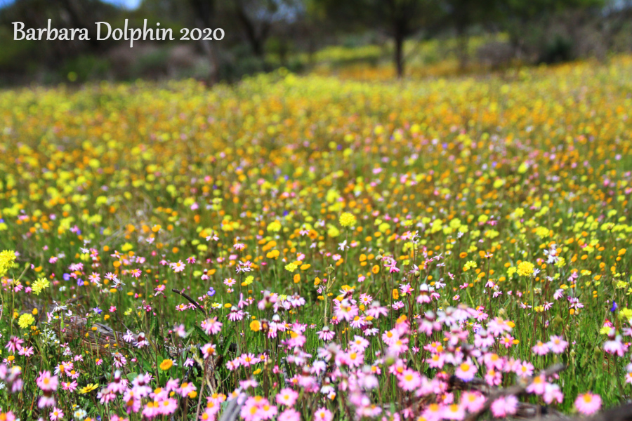 everlasting daisies