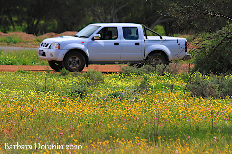 our truck in the flowers