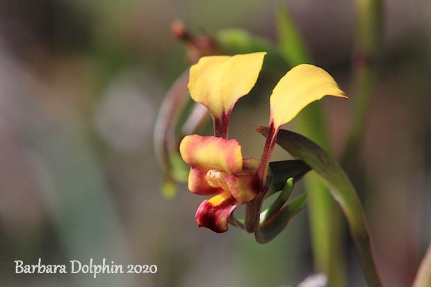 Mini Donkey orchid