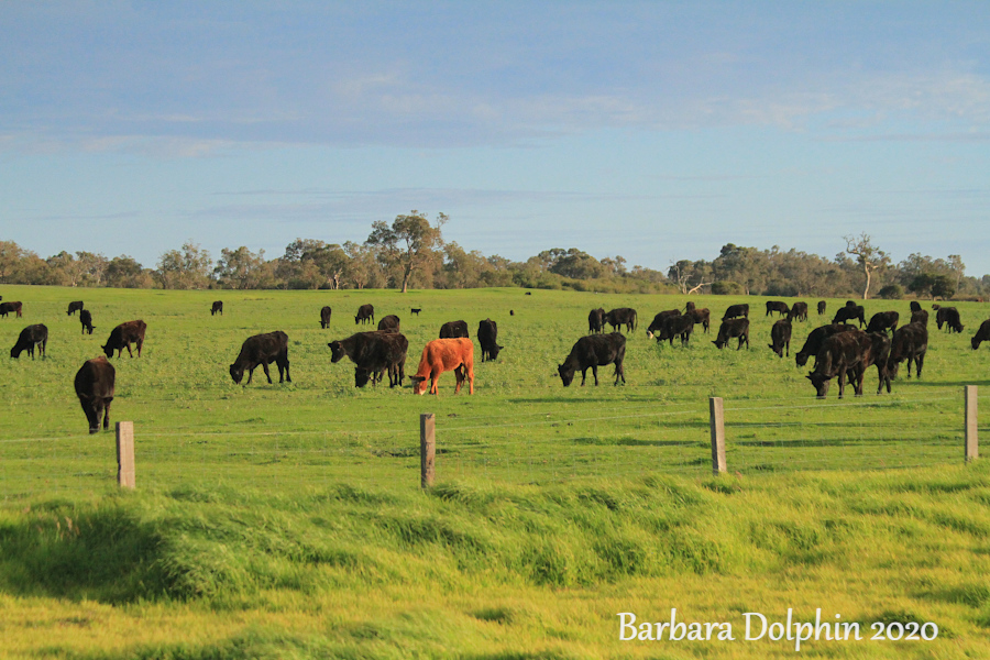 Driving north from Perth