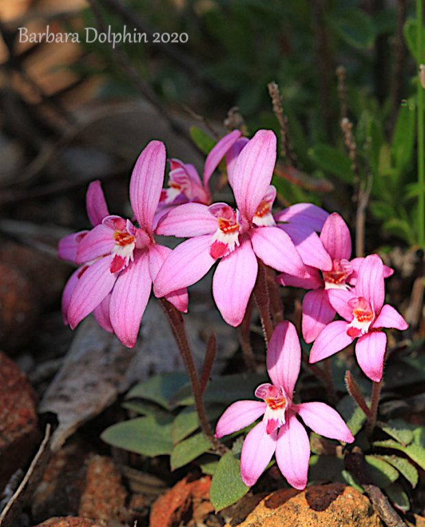 Dwarf Pink Fairy