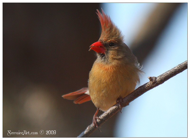bad hair day for Mrs Cardinal?