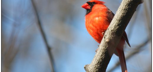 cardinal