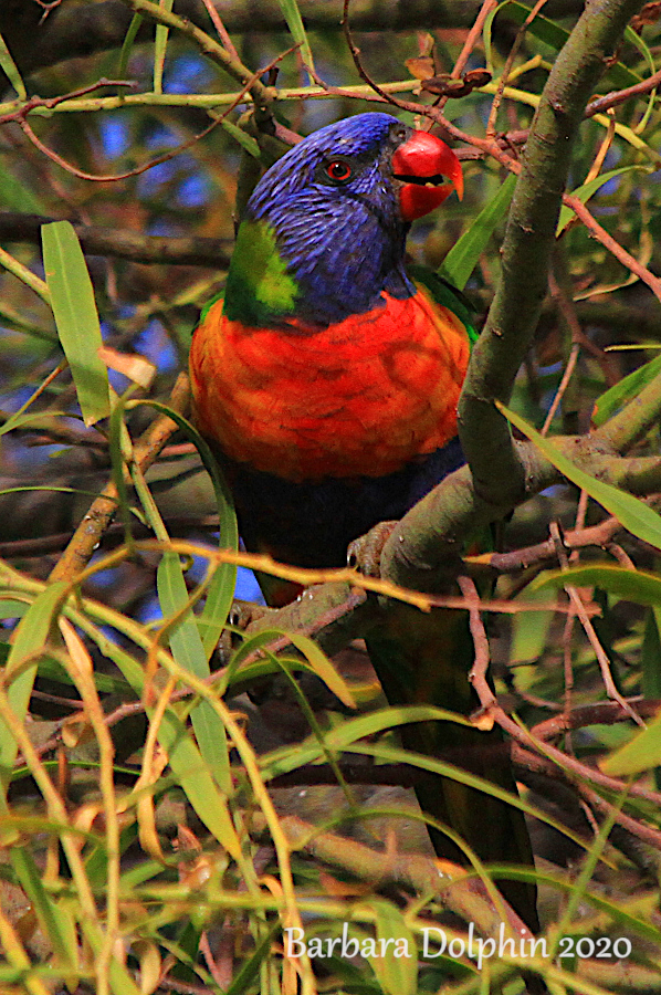 Lorikeet