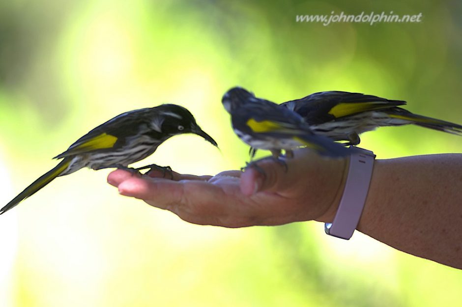 honeyeaters eating sugar out of your hand