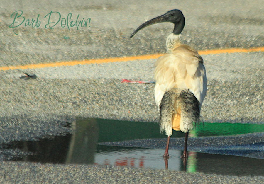 Ibis in the gas station