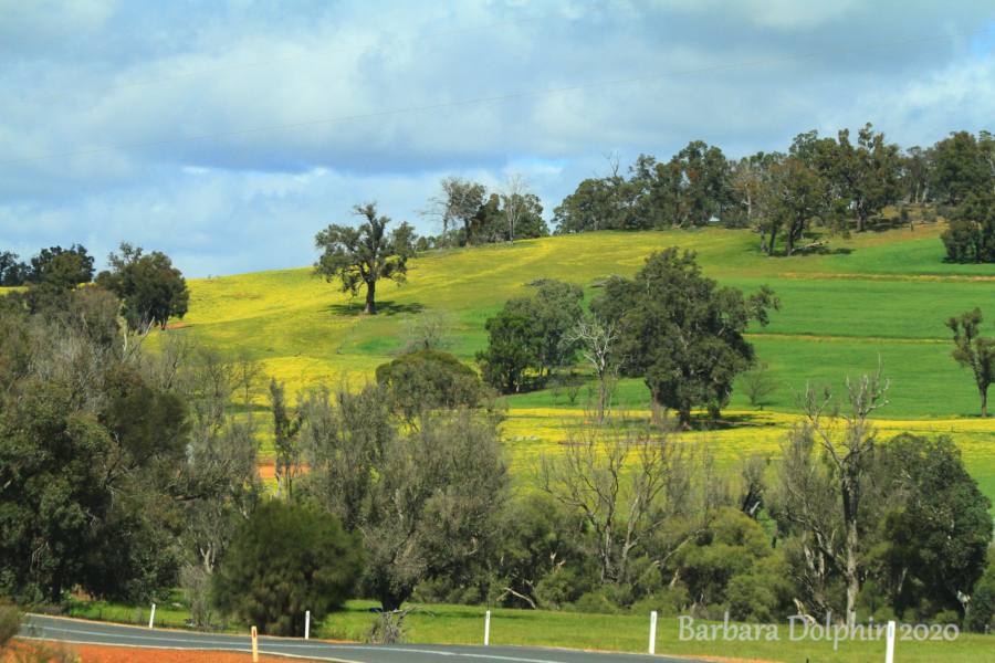 country scenery
