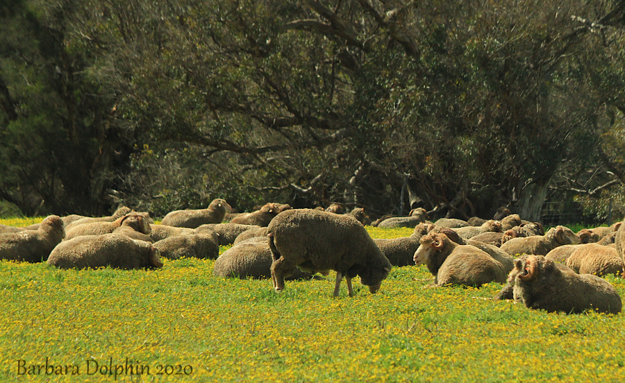 sheep in Australia