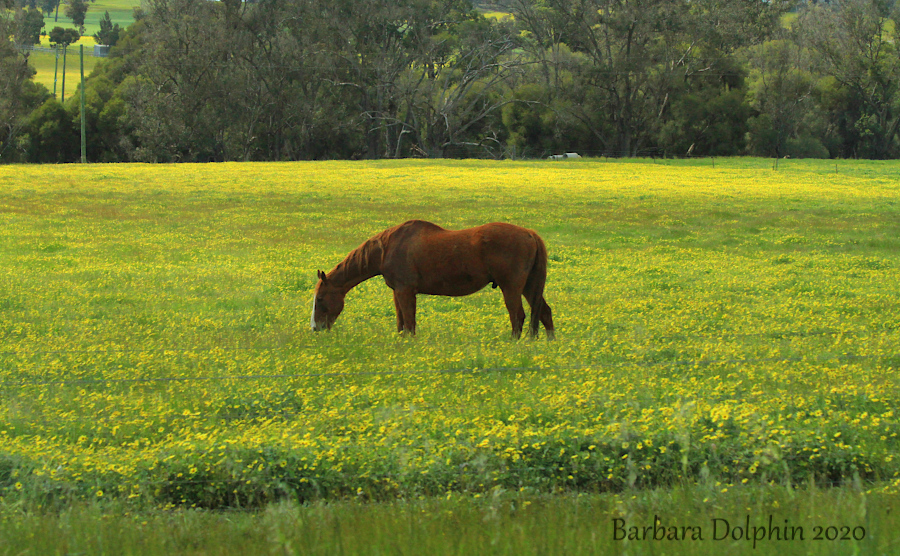 horse in a field