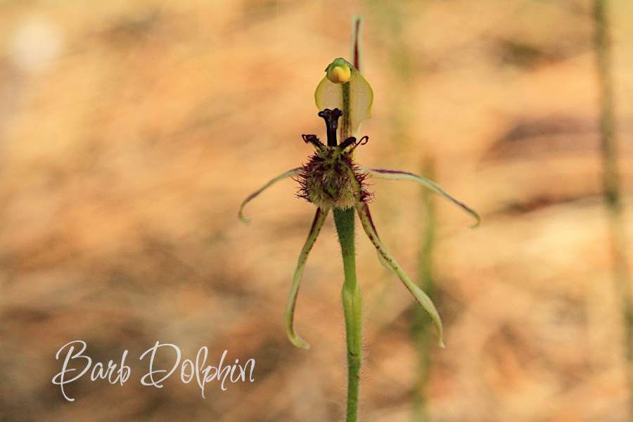 dragon orchid