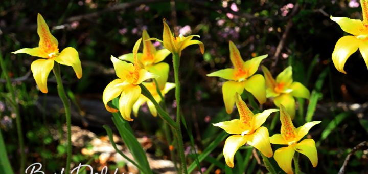 Cow Slip Orchids on Barb's Blog