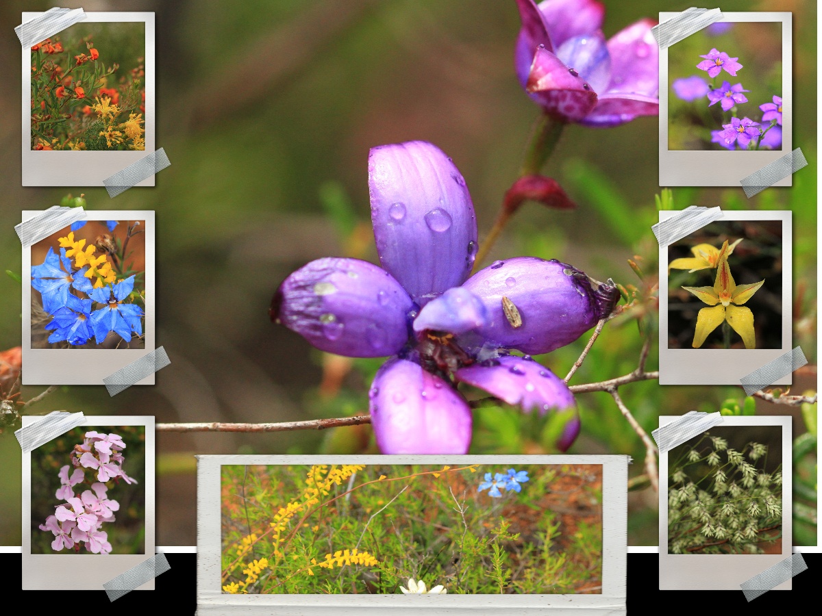 Wildflowers at Julimar