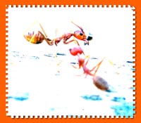 Ants Talk and High Monkeys