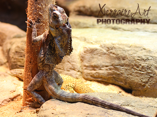 Frilled Lizard