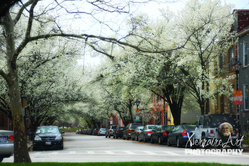 I have been away for awhile and I must say, Baltimore has never looked lovelier when we drove in...Blossoms were everywhere.