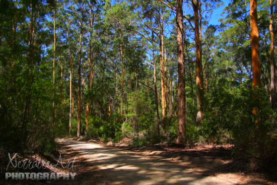 beachboronupforest2