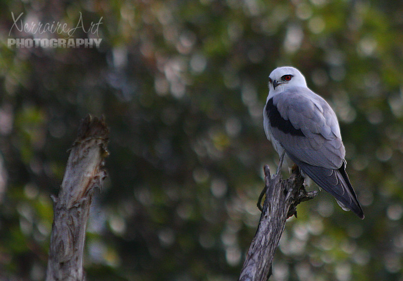blackshoulderedkite