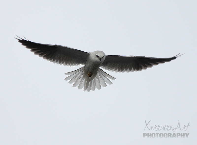 blackshoulderedkite2