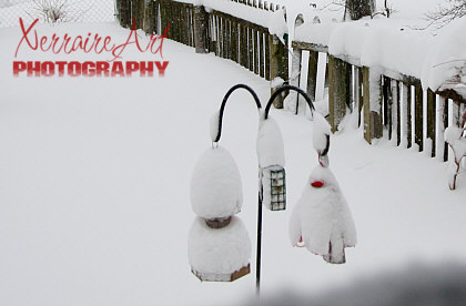 Snow covering the bird feeders