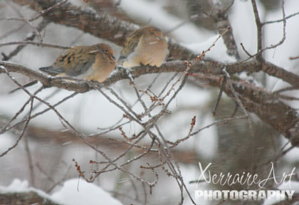 Two doves huddled in a tree together.