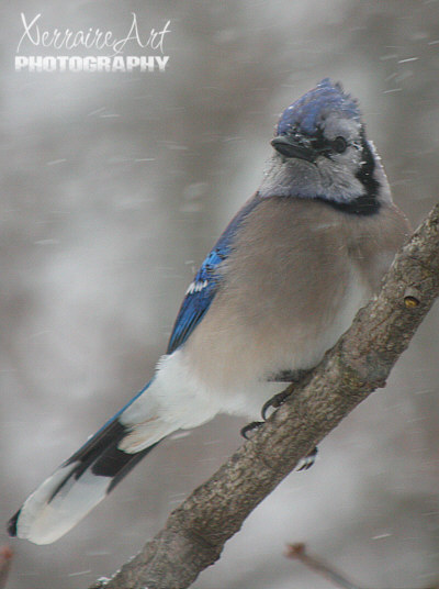 A blue jay