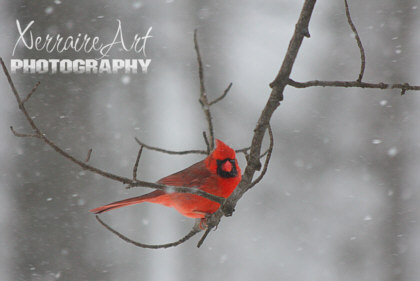 A cardinal hanging on a branch