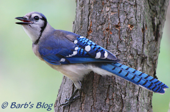 bluejay