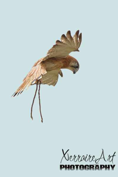 The Kestral shows off how they like to hover.