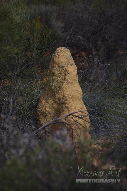 buntine2