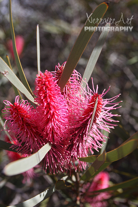 buntine4