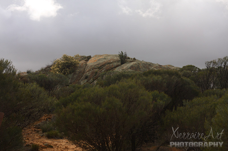 buntine7