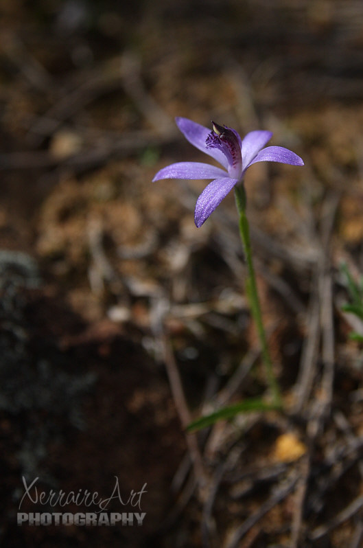 buntine8