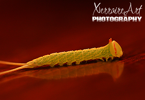 caterpillar2