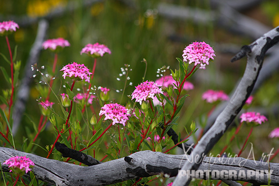Of course, more wildflowers that we've come to expect everywhere in Western Australia